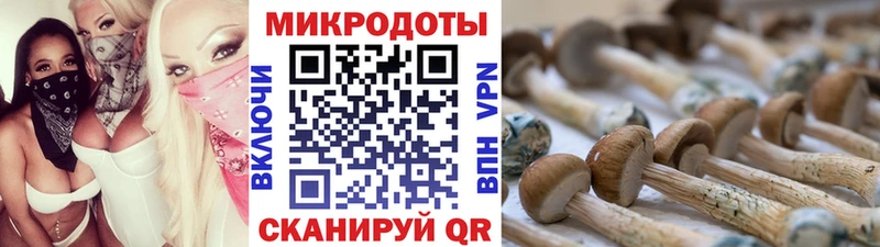 Купить  Новотроицк  Псилоцибиновые грибы Psilocybe 